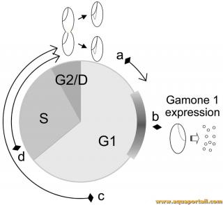 gamone