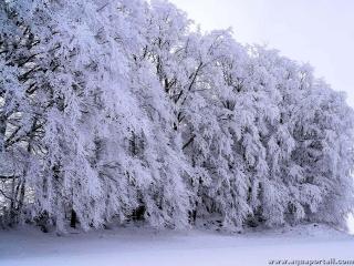 Givre sur des arbres