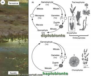 haplobionte