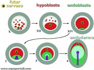 Endoblaste aprs l'hypoblaste