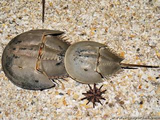 Limulidae (especie Limulus polyphemus)
