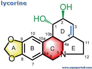 Lycorine : structure