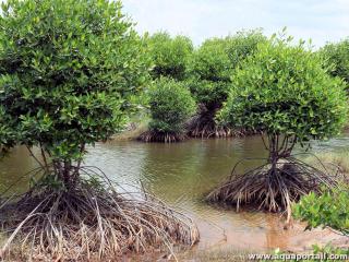 Mangrove : un biome complet et unique sur Terre