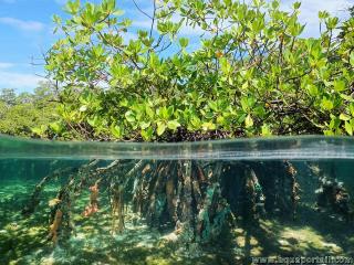 Vue sous-marine d'une mangrove avec les racines d'un paltuvier