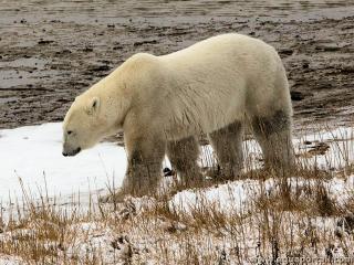 Ours polaire de la toundra arctique