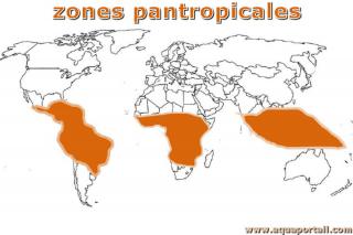Zones pantropicels du monde (carte)