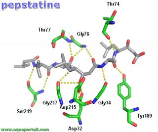 Pepstatine : molcule 3D