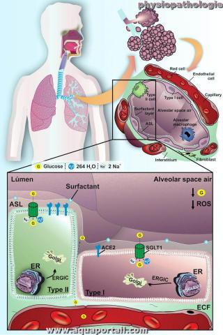 physiopathologie