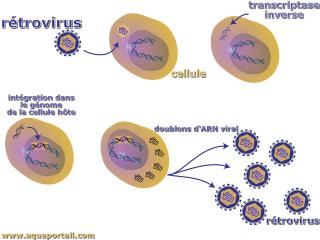 rtrovirus