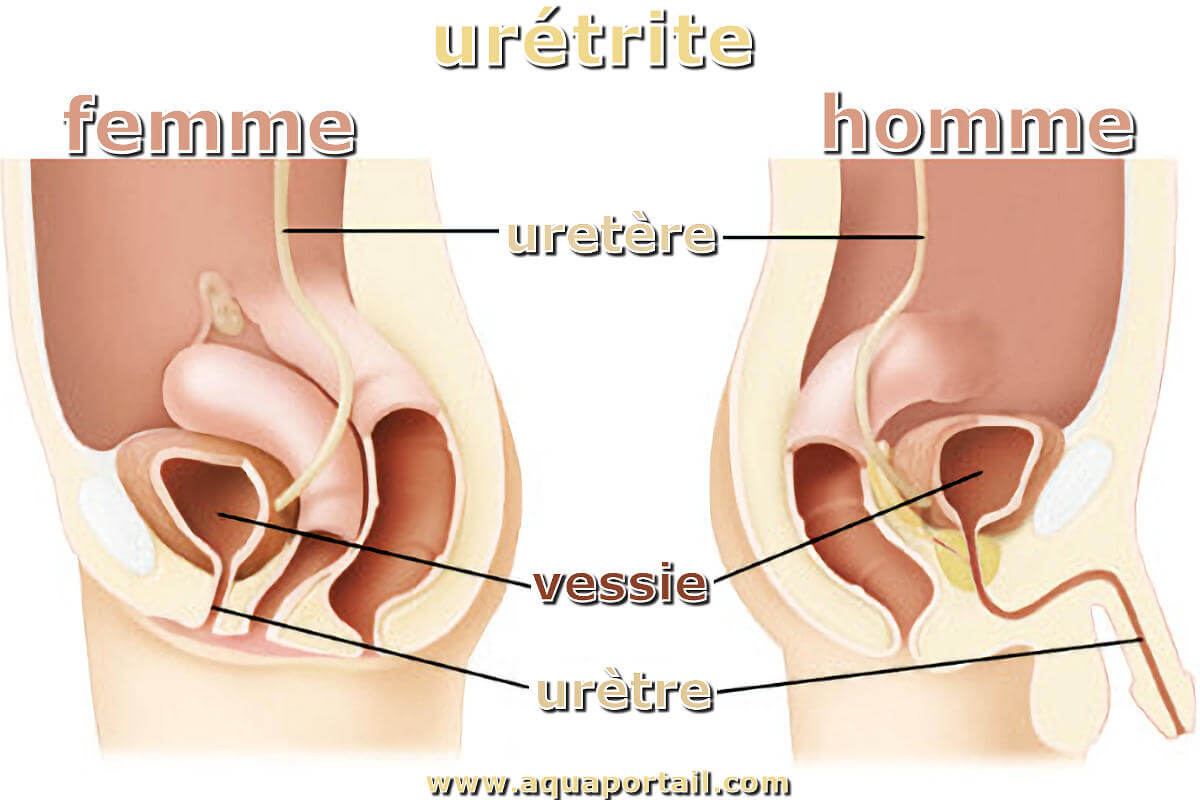 Urètre : définition et explications