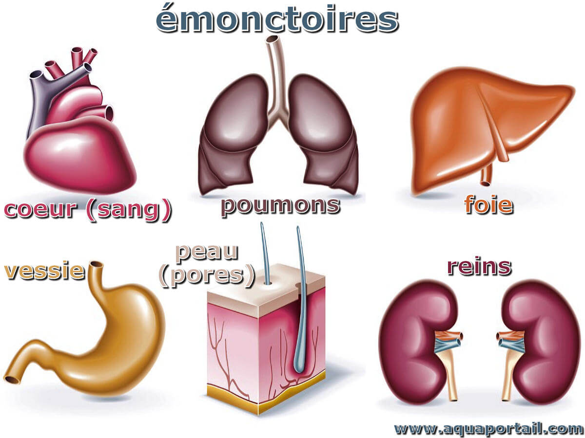  monctoire Synonymes Et Antonymes