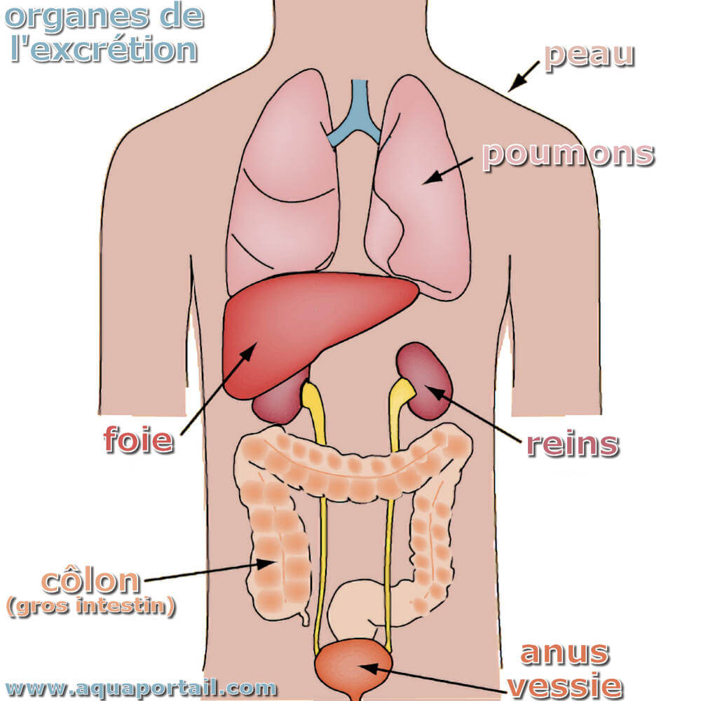 Excrétion : définition et explications
