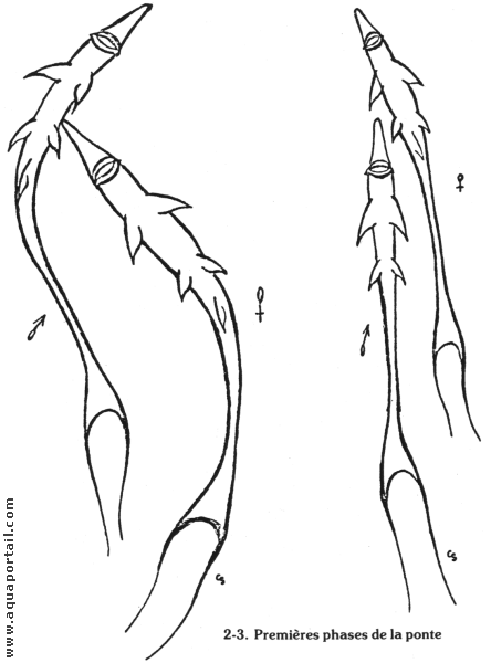 Farlowella