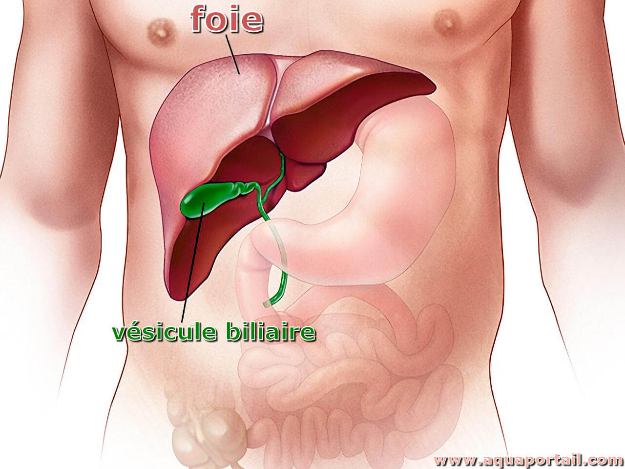 Foie : définition et explications