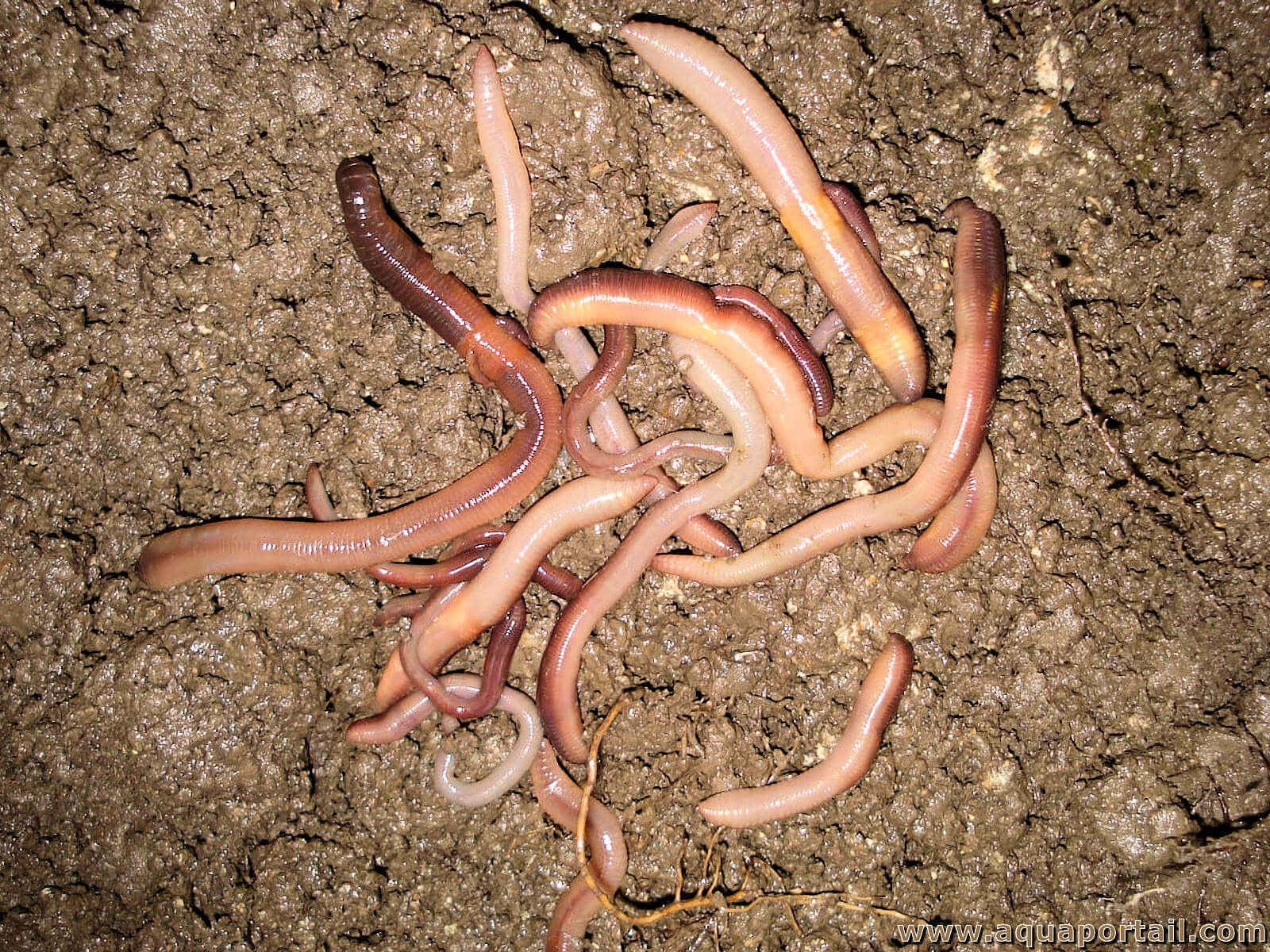 Lumbricus terrestris TERRESTRIS Lombrics terrestre, lombric