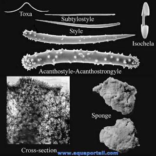 Mgasclres acanthostyles, acanthostrongyles, substylostyle, isochle et toxa