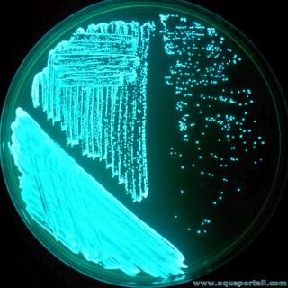 Culture de bactries lumineuses dans une bote de Ptri