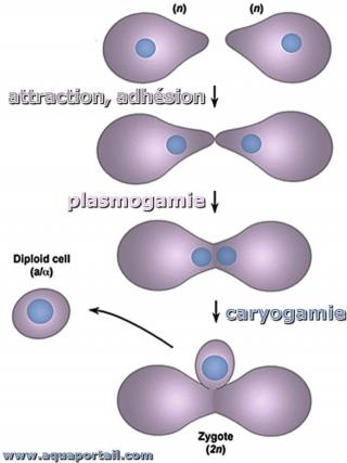 caryogamie