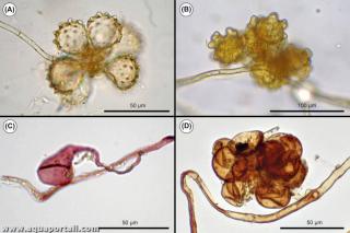 cellule auxiliaire