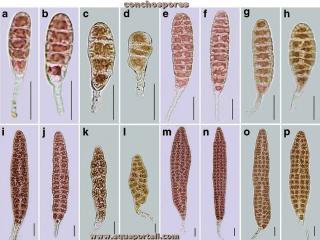 Conchospores : 16 formes diffrentes