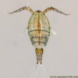Animal cyclopode, un cyclope