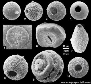 Cystes coccodes de dinoflagells fossiles avec archopyle