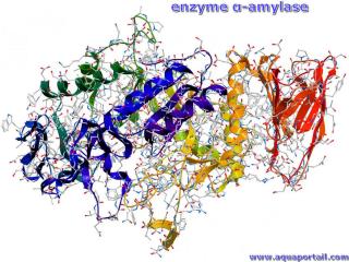 Enzyme alpha-amylase