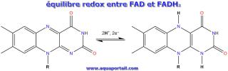 quilibre redox entre FAD et FADH2