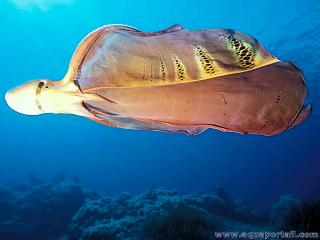 Manteau couverture de la femelle Tremoctopus violaceus (blanket octopus)
