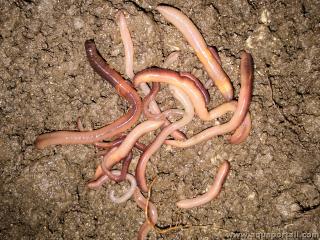 Groupe de vers de terre Lumbricus terrestris