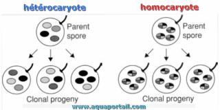 htrocaryote