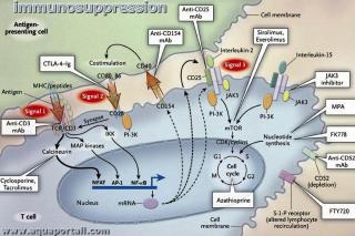 Immunosuppression : processus avec une greffe