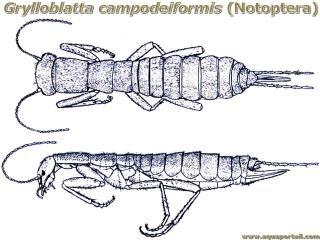 Notoptera Grylloblatta campodeiformis