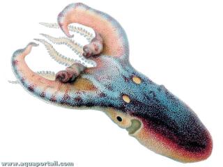 Mle nain Tremoctopus violaceus de 2 cm de long