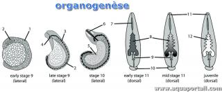organogense
