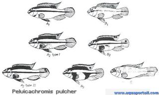 Patrons chromatiques de Pelvicachromis pulcher