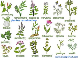19 plantes carminatives (dessins et noms)