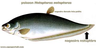 Poisson-couteau notoptre Notopterus notopterus