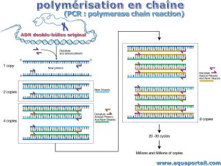Polymrisation en chane : schma