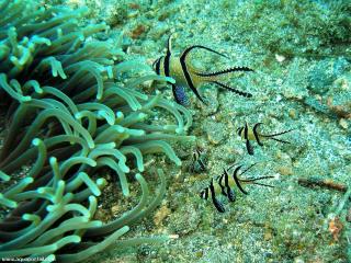 Pterapogon kauderni juvniles dans une anmone de mer
