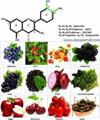 Querctine : structure et sources