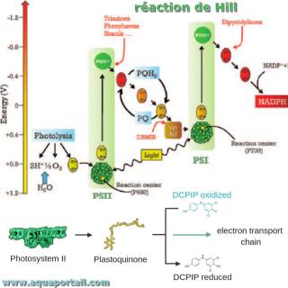 Raction de Hill