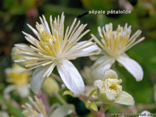 Spales ptalodes d'une clmatite