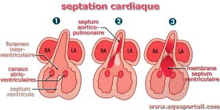 septation
