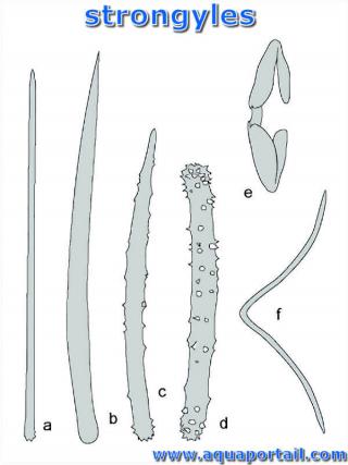 Strongyles, dont acanthostrongyle (e)