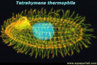 Tetrahymena thermophila
