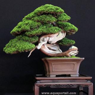 mot en Y : yamadori