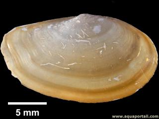 Yoldia sapotilla (coquille suprieure)