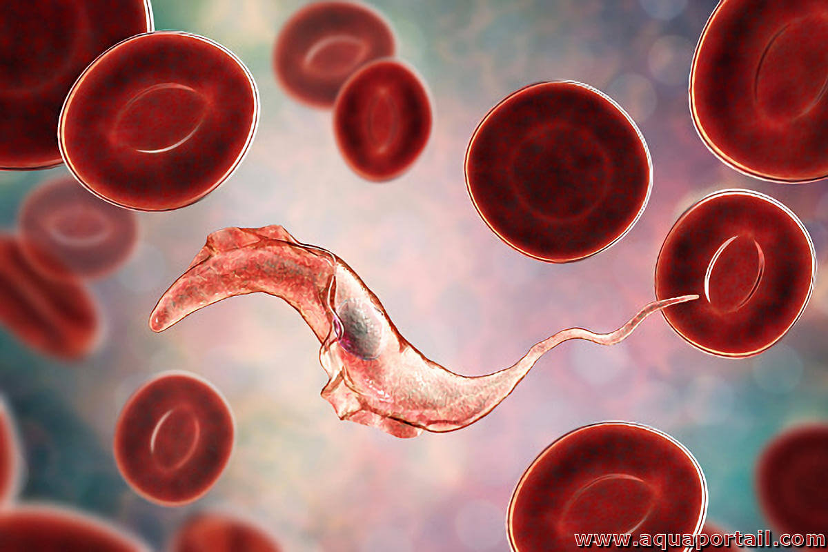 Trypanosoma effets secondaires