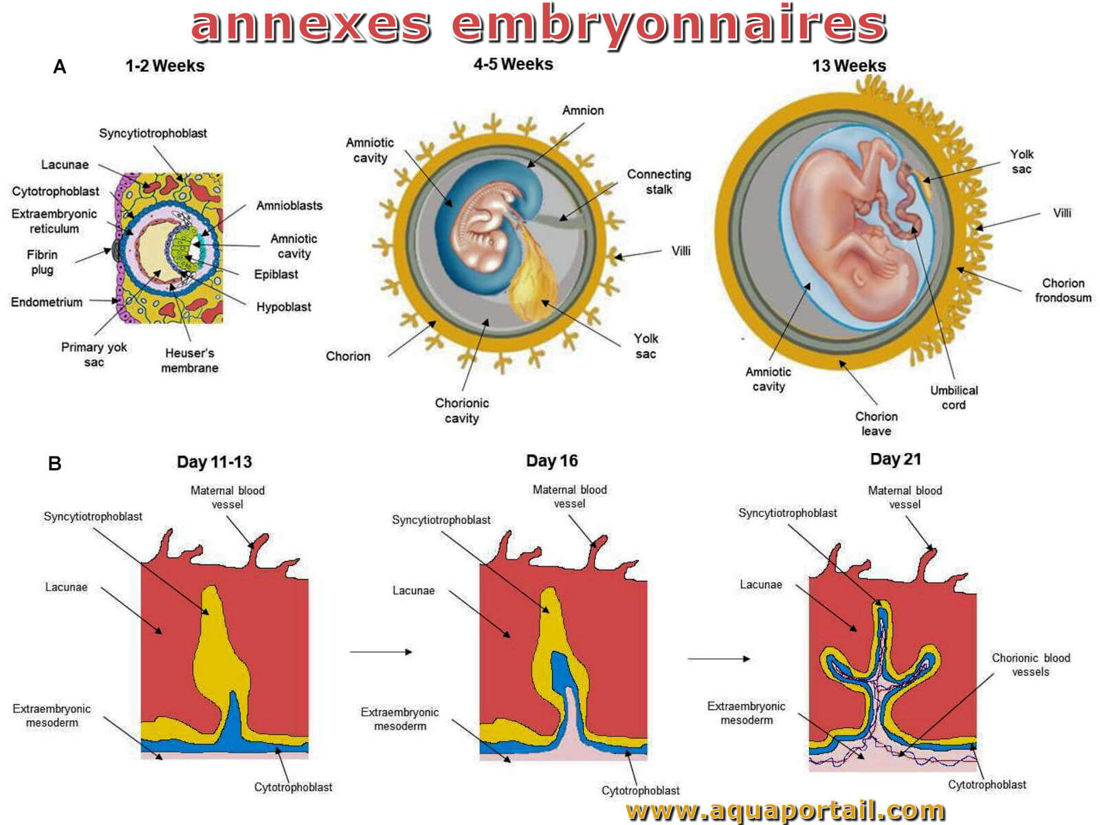 Embryon D finition Et Explications Embryon D finition Et Explications